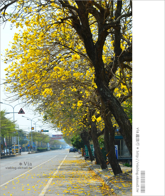 【黃金風鈴木】台灣最美、最長的黃金之路！就在彰化溪州台一線～9