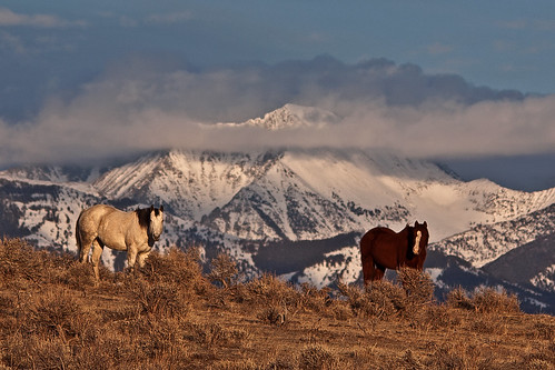 horses horse mountain snow clouds evening montana sagebrush crazymountains wilsall