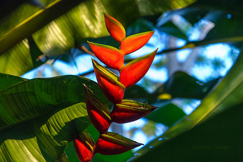 sunset island rainforest bokeh tropical heliconia tobago trinidadandtobago 550d balisier efs1755mmf28isusm t2i lifelover4 stickneydesign balisierheliconia