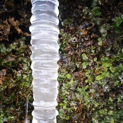 Winter icicle