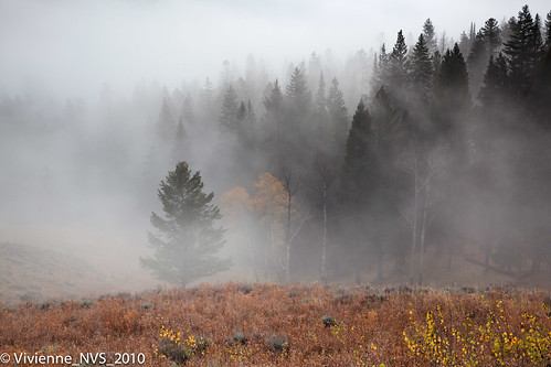 mist fog workshop yellowstonenationalpark wyoming blacktailplateau
