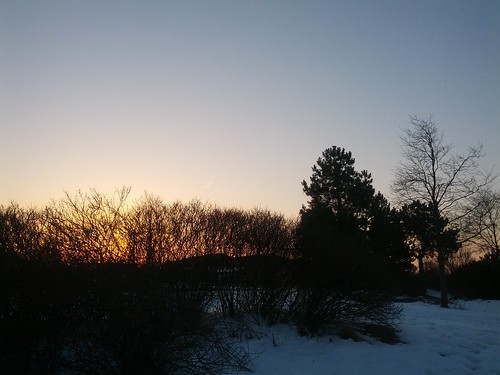 trees sunrise dawn flickrandroidapp:filter=none
