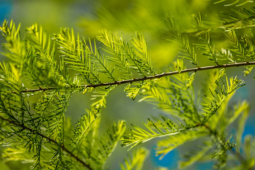usa plant blur tree green nature leaves photography march us photo leaf spring branch texas photographer unitedstates image tx branches unitedstatesofamerica houston 100mm photograph 100 hermannpark hermann f40 youngleaves fav10 harriscounty 2013 ¹⁄₈₀₀sec eos5dmarkiii ef100mmf28lmacroisusm mabrycampbell march12013 201303010h6a0737
