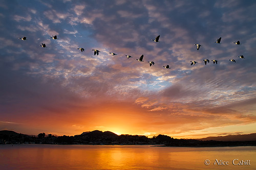 california ca morning usa nature beautiful clouds sunrise dawn freedom flying geese glow free peaceful embarcadero morrobay inspirational spiritual slocounty composit