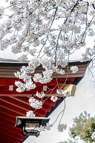 Sakura @ Hanazono Shrine