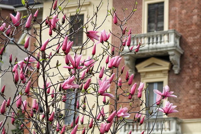 Springtime buds in Milan