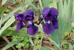 604-20100314-Malta-Il Bidnija Village-Ras Rihana House-garden flowers-iris