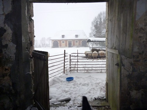 schnee winter snow sheep hiver neige moutons schafe