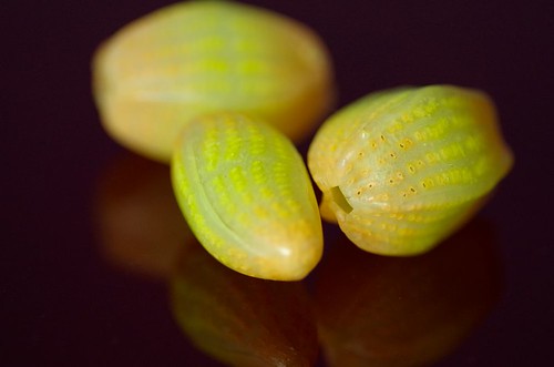 Plankton beads