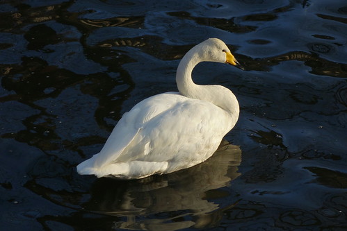 sunset sun reflection water swan pond sony swans rx100 haikupoem