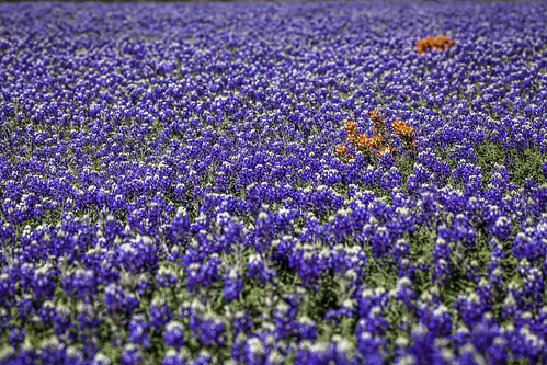 flowers blue usa nature field landscape photography march countryside us photo spring texas photographer unitedstates image tx nopeople 100mm photograph 100 wildflowers f56 wildflower bluebonnets fineartphotography navasota brazoscounty architecturalphotography colorimage commercialphotography editorialphotography 2013 architecturephotography unitesstatesofamerica intimatelandscape fineartphotographer houstonphotographer ¹⁄₁₀₀₀sec ef100mmf28lmacroisusm mabrycampbell march242013 20130324img2560