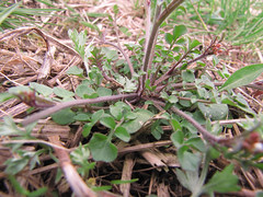 Cardamine hirsuta, Family Brassicaceae