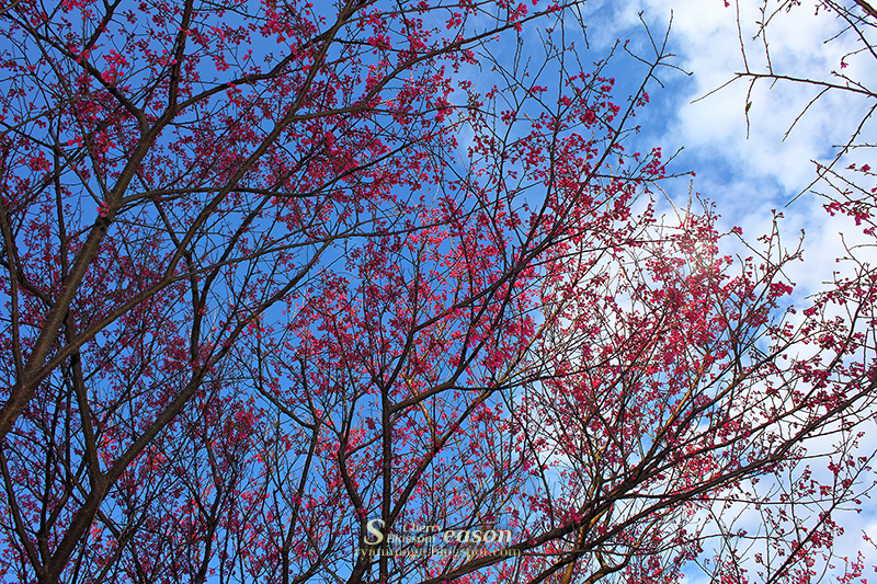Cherry Blossom Season 2013 (1)