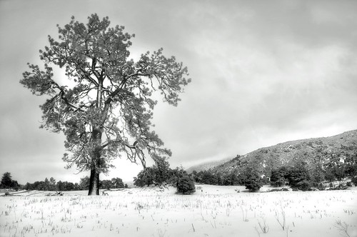bw mountain snow tree photoshop blackwhite nikon cuyamaca d300s todaniell odaniell tomodaniellcom