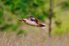 Kookaburra In Flight