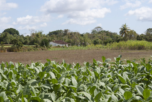 clara rural state farm country cuba villa campo palma vega villas tabaco granja finca camajuani camajuaní