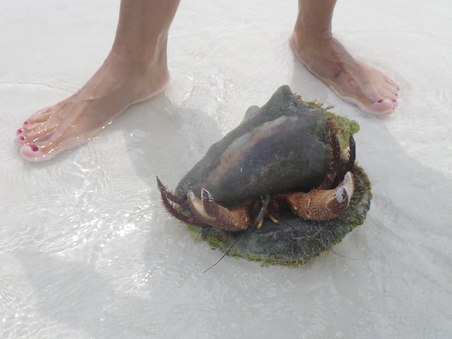 Mondo Hermit Crab