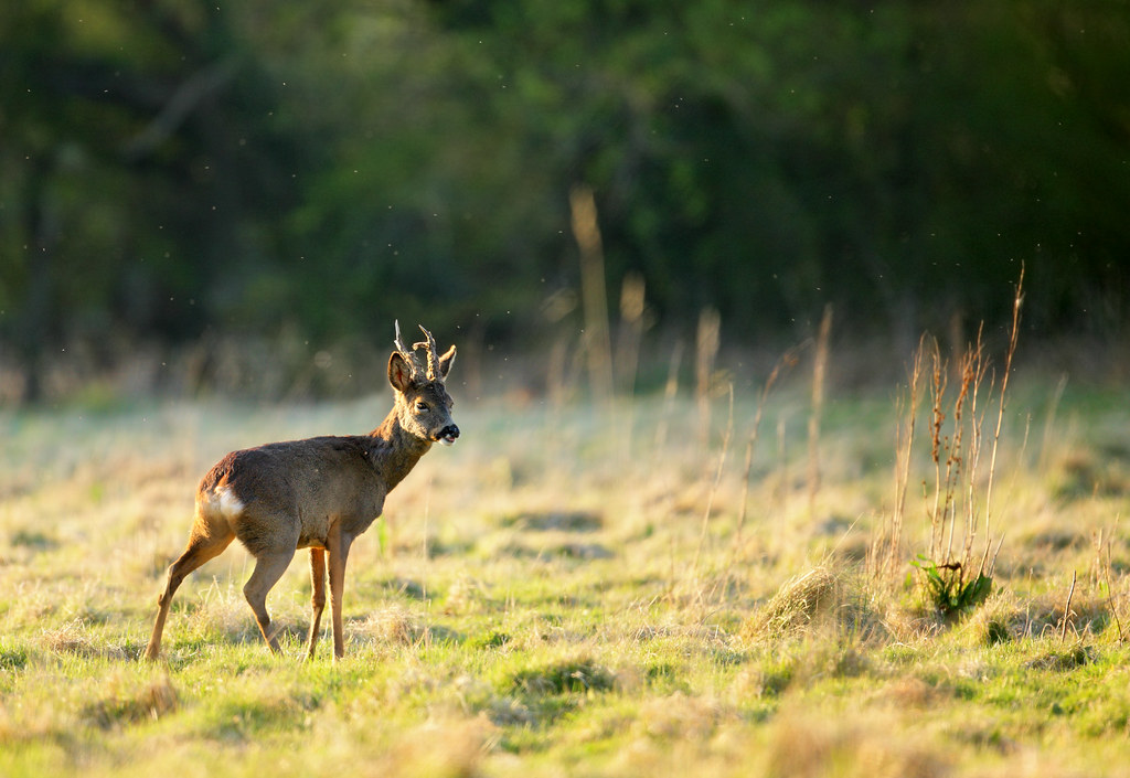 Roe deer, Willoughby Fields