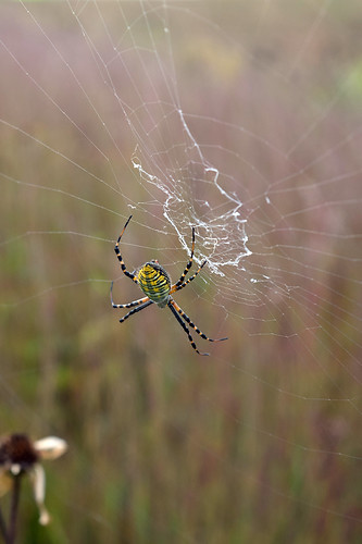 bandedgardenspider argiopetrifasciata araneidae folklorevillage iowacounty wisconsin prairies spiders september