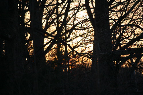 trees winter sunset color tree nature silhouette silhouettes