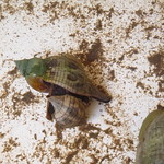 True Tulip Snail eating a Banded Tulip Snail