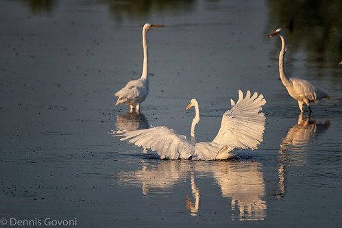 action bird bombayhook egret flight summer sunrise water wildlife smyrna delaware unitedstates us