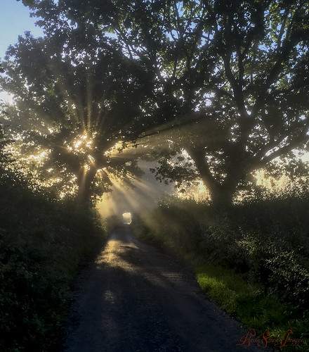 crepuscular trees oak yoxall sun sunrise sunshine staffordshire iphone6 september glow rays sunrays phone