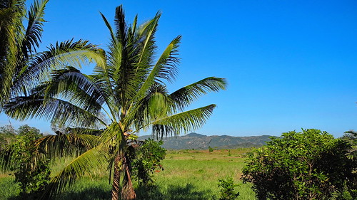 tree view philippines palm phl philippinen negrosoriental ibulan