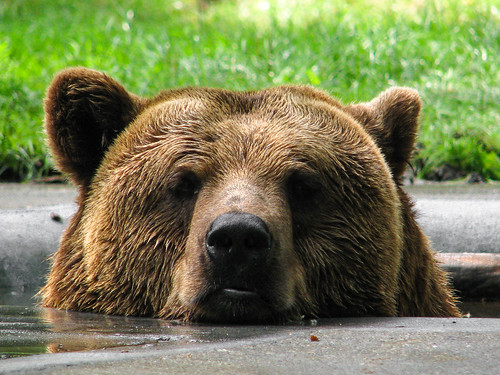 Bear / Medvěd