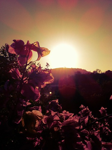 morning flowers sun sunshine sunrise thailand glow phuket thevillagecoconutisland iguanafilter