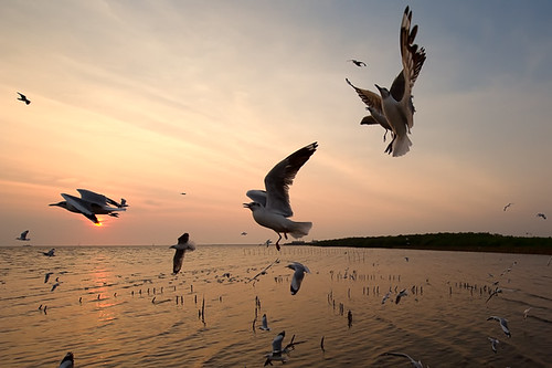 sunset sea sky cloud sun bird forest thailand twilight gulf dusk seagull wave samutprakan totallythailand
