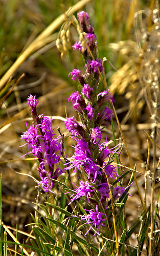 county flowers wild colorado elbert