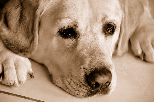 Heart-broken, sad dog