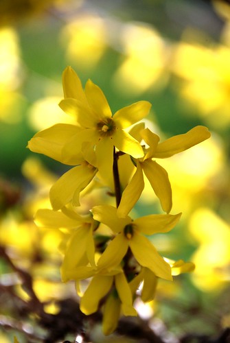 flowers yellow march spring cheery bright blossoms forsythia blooms mygearandme photographyforrecreation jennypansing
