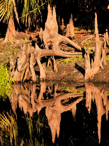 nature forest landscape scenery florida wildlife scenic swamp wetlands palmdale cypresstrees fisheatingcreek fisheatingcreekwildlifemanagementarea