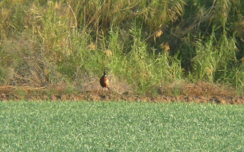 county arizona male bird pheasant resort rv yuma ringnecked digiscoped cocopah ebird
