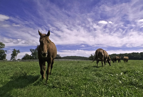 ranch sky horse field maryland friendlychallenges yourockwinner yourockunanimous mygearandme gamesweepwinner zunikoff