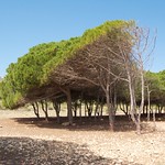 Line of trees off Santa Pola beach