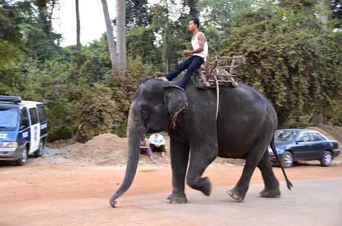 elephant black animal asian asia cambodia ride siemreap angkor