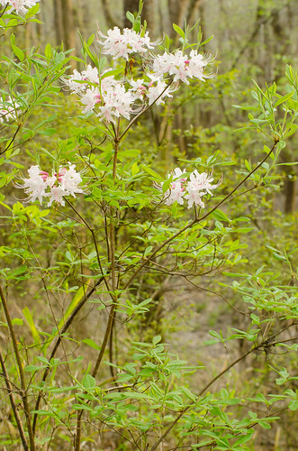 ericaceae dicots rhododendroncanescens mountainazalea sweetpinxterazalea