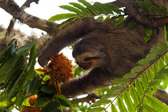 Pale-throated sloth