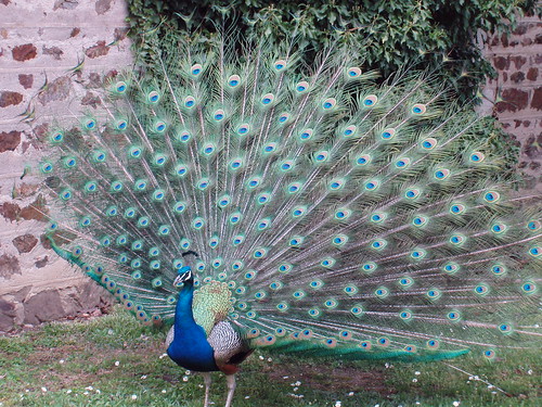 200504190077_chateau_de_Pizay_peacock