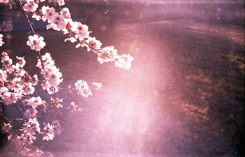 flowers sunset tree spring spain afternoon alicante tungsten sunrays smena smena8m petrer 64iso 64asa lomographyxtungsten xtungsten