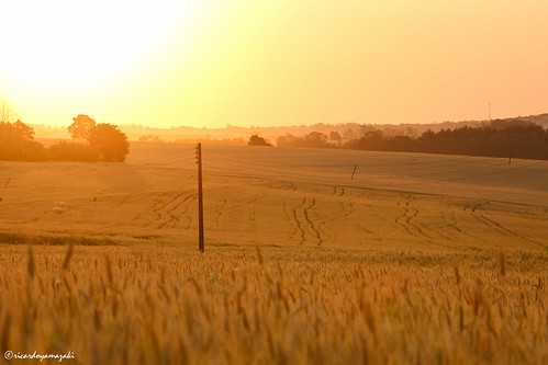 sunset golden warm wheat dourado pôrdosol trigo
