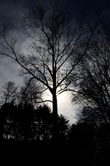 tree of light