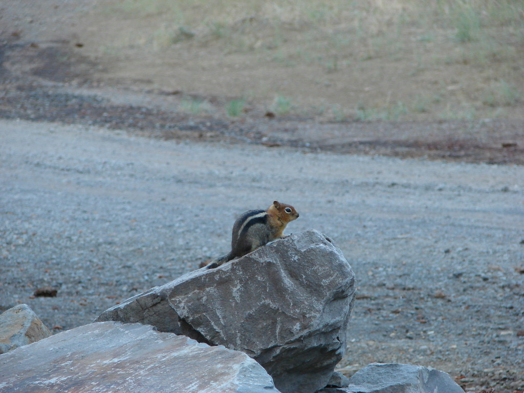 Golden mantled ground squirrel