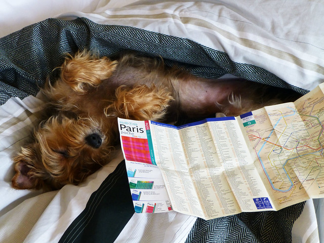 Luna in London with a map of Paris