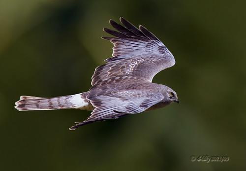 ngc flight northernharrier avianexcellence coyotehillsbirds2013