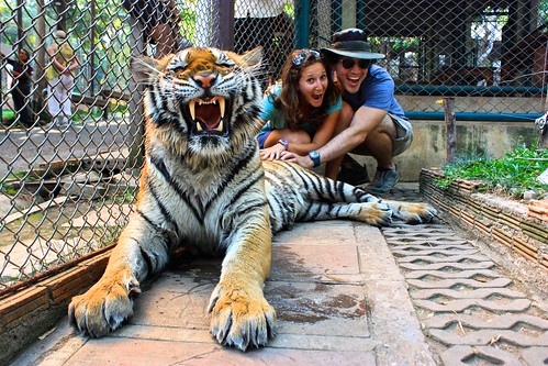 different tiger. not as scary as it looks though!