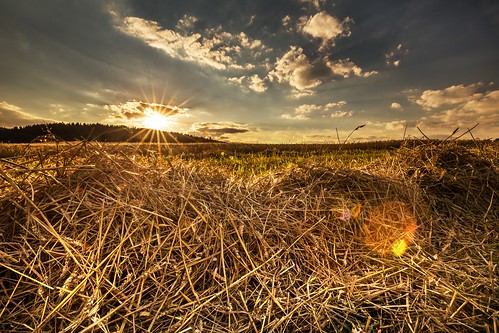 flare lens sunset yellow harvest wheat magic grain moravian trees tree sky season scenic scenery rural plant outdoor nature landscape land idyllic horizon green grass forest field farm evening environment day countryside country cloudy clouds cloud beauty beautiful background agriculture